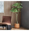 Pachira Tree Accessories Regency Studio 