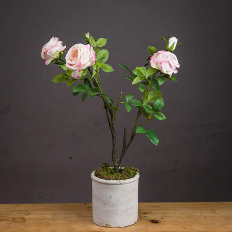 Pale Pink Garden Rose Spray Accessories Hill Interiors 