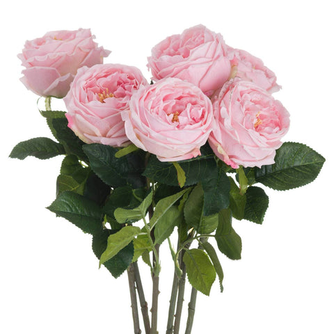 Pastel Pink Portland Rose Accessories Hill Interiors 