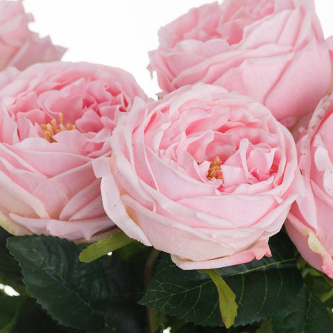 Pastel Pink Portland Rose Accessories Hill Interiors 