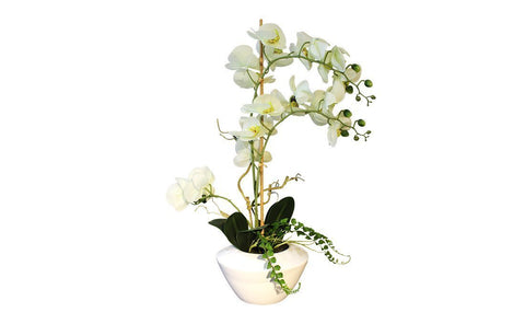 Phalaenopsis Flower Bowl Plants Distinction Furniture 