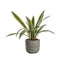 Potted Agave with Roots Accessories Regency Studio 