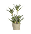 Potted Aloe Accessories Regency Studio 