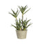 Potted Aloe Accessories Regency Studio 
