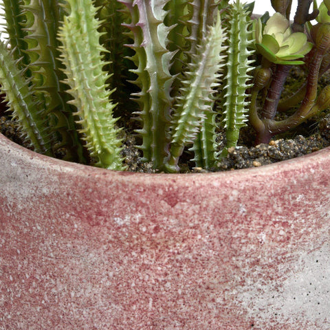 Potted Cacti and Succulent Accessories Hill Interiors 
