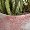 Potted Cacti and Succulent Accessories Hill Interiors 