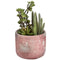 Potted Cacti and Succulent Accessories Hill Interiors 