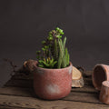 Potted Cacti and Succulent Accessories Hill Interiors 