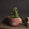 Potted Cacti and Succulent Accessories Hill Interiors 