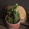 Potted Cacti and Succulent Accessories Hill Interiors 