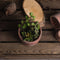 Potted Cacti and Succulent Accessories Hill Interiors 