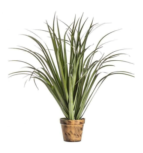 Potted Dracaena Silver Green Accessories Regency Studio 