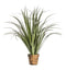 Potted Dracaena Silver Green Accessories Regency Studio 