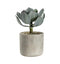 Potted Echeveria with Cement Pot Accessories Regency Studio 