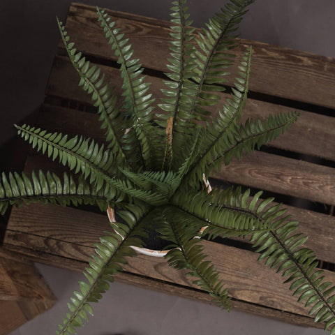 Potted Fern Accessories Hill Interiors 