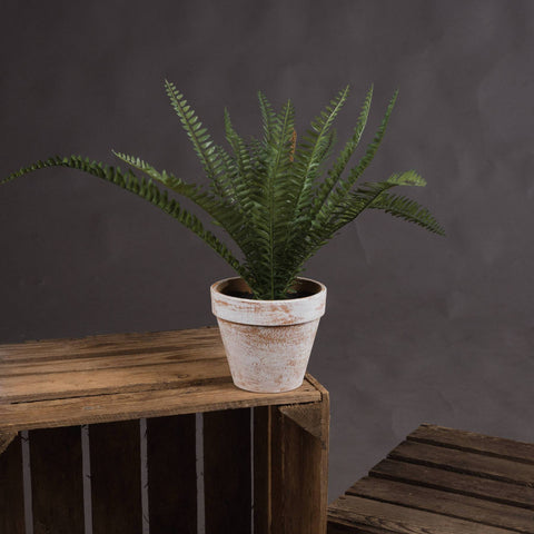 Potted Fern Accessories Hill Interiors 