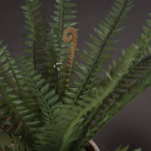 Potted Fern Accessories Hill Interiors 