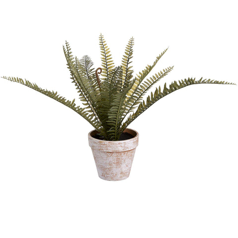 Potted Fern Accessories Hill Interiors 