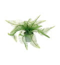 Potted Fern Feather Accessories Regency Studio 