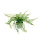 Potted Fern Feather Accessories Regency Studio 