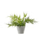 Potted Ferns Asstd (4pk) Accessories Regency Studio 