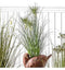 Potted Grass with 7 Flowers Accessories Regency Studio 
