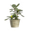 Potted Kalanchoe Pale Green Accessories Regency Studio 