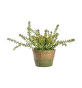 Potted Sedum Burrito Accessories Regency Studio 