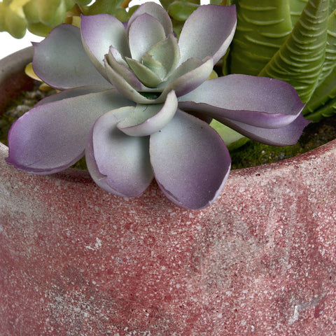Potted Succulent Accessories Hill Interiors 