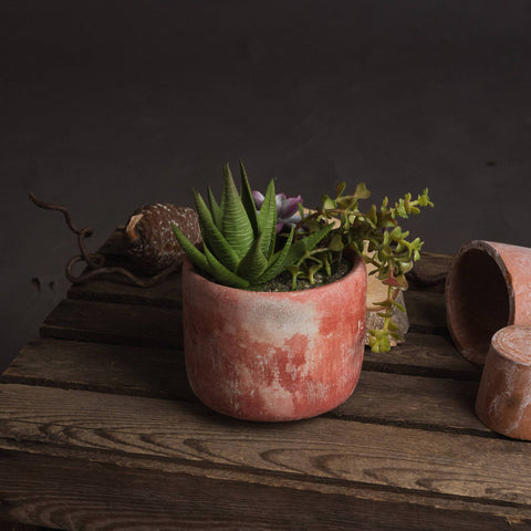 Potted Succulent Accessories Hill Interiors 