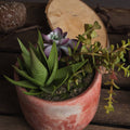 Potted Succulent Accessories Hill Interiors 