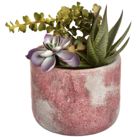 Potted Succulent Accessories Hill Interiors 