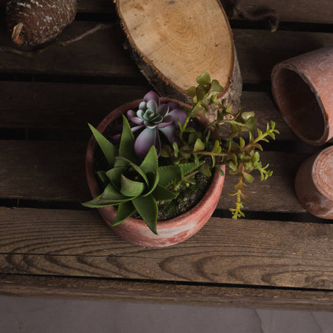 Potted Succulent Accessories Hill Interiors 
