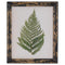 Rustic Framed Botanical Fern Picture Accessories Hill Interiors 