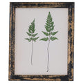 Rustic Framed Botanical Pair Of Ferns Picture Accessories Hill Interiors 