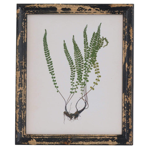 Rustic Framed Botanical Picture Accessories Hill Interiors 