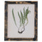 Rustic Framed Botanical Picture Accessories Hill Interiors 