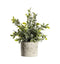 Sage Dusky Green with Patterned Pot Accessories Regency Studio 
