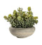 Sedum Green with Cement Bowl Large Accessories Regency Studio 