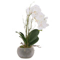 Small Glass Potted Orchid With Roots Accessories Hill Interiors 
