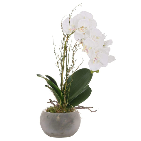 Small Glass Potted Orchid With Roots Accessories Hill Interiors 