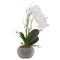 Small Glass Potted Orchid With Roots Accessories Hill Interiors 