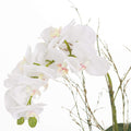 Small Glass Potted Orchid With Roots Accessories Hill Interiors 