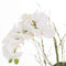 Small Glass Potted Orchid With Roots Accessories Hill Interiors 