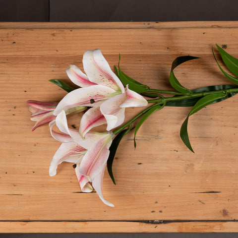 Stargazer Lily Accessories Hill Interiors 