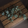 Variegated Eucalyptus Accessories Hill Interiors 