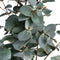 Variegated Eucalyptus Accessories Hill Interiors 