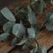 Variegated Eucalyptus Accessories Hill Interiors 