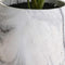 Variegated Leaf Dieffenbachia House Plant Accessories Hill Interiors 