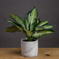 Variegated Leaf Dieffenbachia House Plant Accessories Hill Interiors 